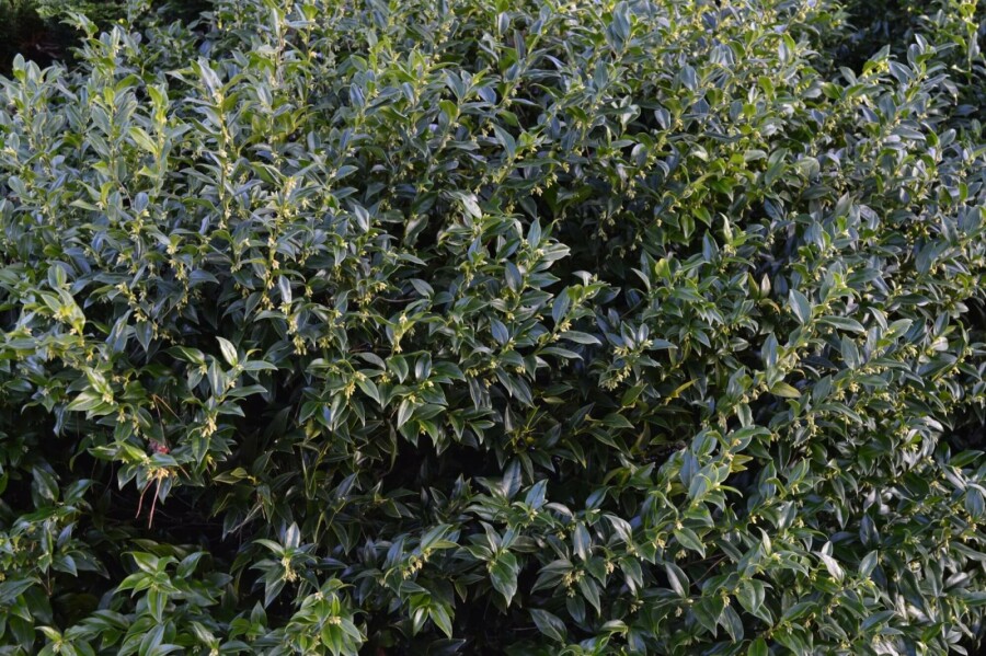 Sarcococca Sarcococca confusa arbuste 30-40 C5 Sarcococca confusa arbuste 30-40 cm