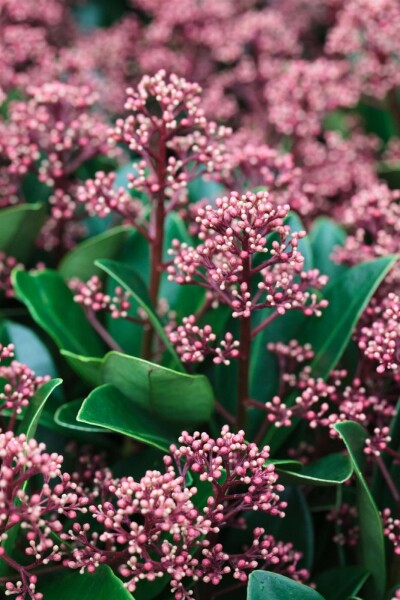 Skimmia japonica 'Rubella' C2 10-20