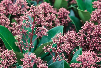 Skimmia japonica 'Rubella' C2 10-20