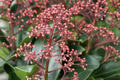 Skimmia japonica 'Rubella' C2 10-20