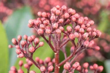 Skimmia japonica 'Rubella' C2 10-20
