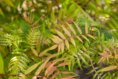 Sorbaria sorbifolia 'Sem' C3 40-50