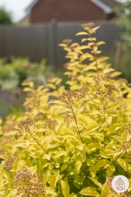 Spiraea japonica 'Golden Princess' arbuste 15-20 cm