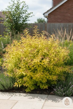 Spiraea japonica 'Golden Princess' arbuste 15-20 cm