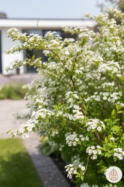 Spiraea thunbergii arbuste 20-25 cm