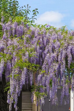Wisteria sinensis 'Prolific' C5 150-175