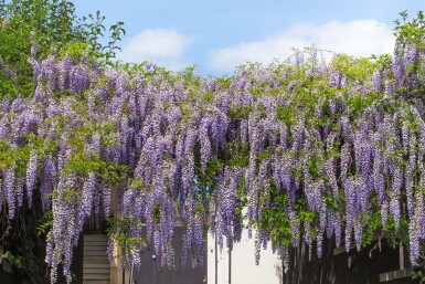 Wisteria sinensis 'Prolific' C5 150-175