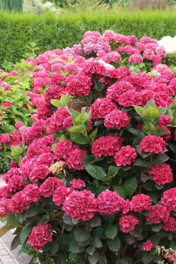 hydrangelle hortensia Hydrangea macrophylla 'Merveille Sanguine' arbuste Hydrangea macrophylla 'Merveille Sanguine' arbuste