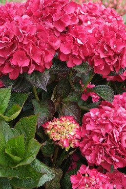 hydrangelle hortensia Hydrangea macrophylla 'Merveille Sanguine' arbuste Hydrangea macrophylla 'Merveille Sanguine' arbuste