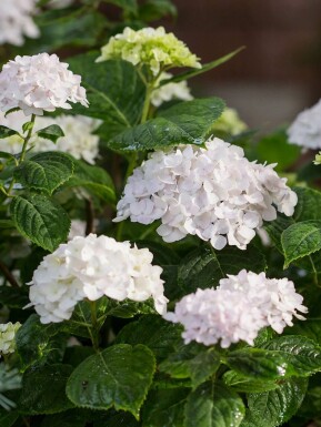 hydrangelle hortensia Hydrangea macrophylla 'The Bride' arbuste Hydrangea macrophylla 'The Bride' arbuste
