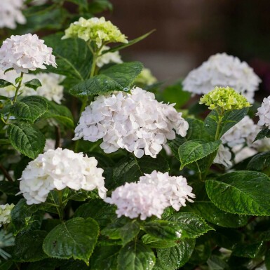 hydrangelle hortensia Hydrangea macrophylla 'The Bride' arbuste Hydrangea macrophylla 'The Bride' arbuste