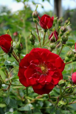 rosier Rosa 'Red Fairy' arbuste Rosa 'Red Fairy'