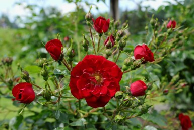 rosier Rosa 'Red Fairy' arbuste Rosa 'Red Fairy'