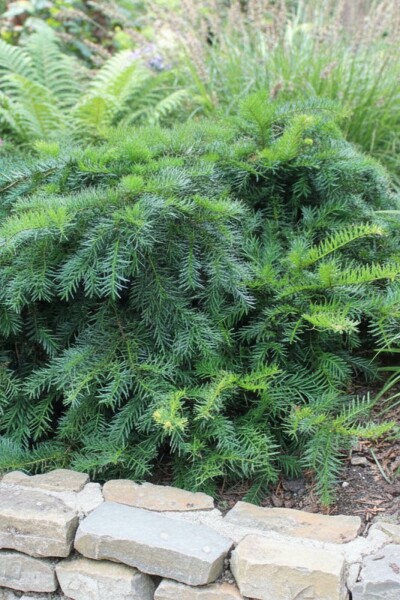 Taxus baccata 'Repandens' arbuste