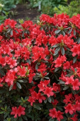 Azalea japonica 'Hot Shot' arbuste