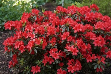 Azalea japonica 'Hot Shot' arbuste
