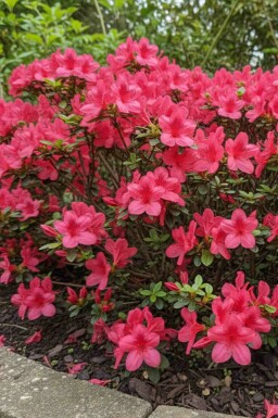 Rhododendron du Japon Azalea japonica 'Moederkensdag' arbuste Azalea japonica 'Moederkensdag' arbuste