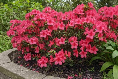 Rhododendron du Japon Azalea japonica 'Moederkensdag' arbuste Azalea japonica 'Moederkensdag' arbuste