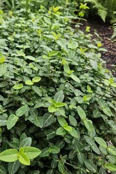 Euonymus fortunei var. radicans arbuste 25-30 cm