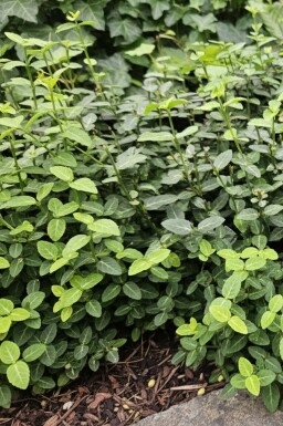 fusain de Fortune Euonymus fortunei var. radicans arbuste Euonymus fortunei var. radicans