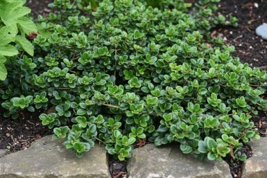 chévrefeuille Lonicera crassifolia 'Little Honey' arbuste Lonicera crassifolia 'Little Honey' arbuste