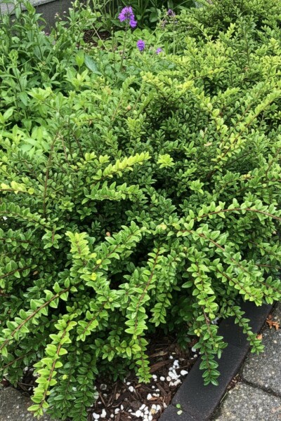 Lonicera nitida 'Maigrün' arbuste