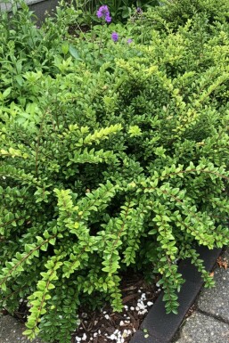 chèvrefeuille du Yunnan Lonicera nitida 'Maigrün' arbuste Lonicera nitida 'Maigrün' arbuste