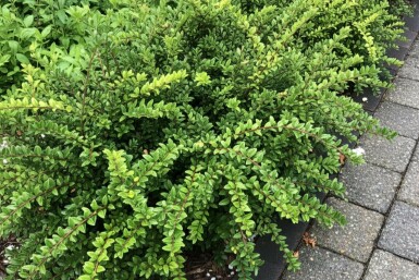 chèvrefeuille du Yunnan Lonicera nitida 'Maigrün' arbuste Lonicera nitida 'Maigrün' arbuste