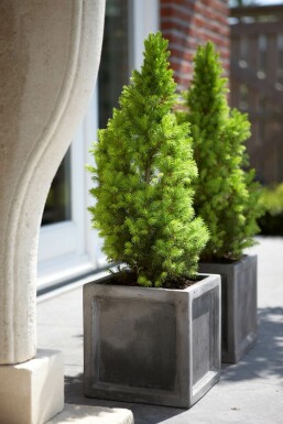 épicéa glauque Picea glauca 'Conica Perfecta' arbuste Picea glauca 'Conica Perfecta'