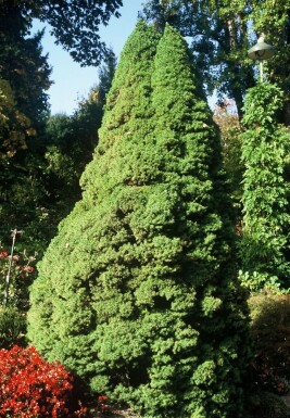 épicéa glauque Picea glauca 'Conica Perfecta' arbuste Picea glauca 'Conica Perfecta'