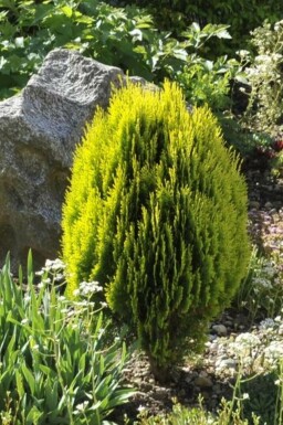 Platycladus d'Orient Platycladus orientalis 'Aurea Nana' arbuste Platycladus orientalis 'Aurea Nana' arbuste