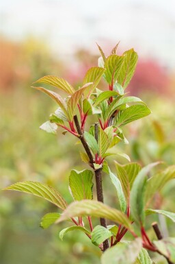 Viorne rose Viburnum bodnantense 'Charles Lamont' arbuste Viburnum bodnantense 'Charles Lamont' arbuste
