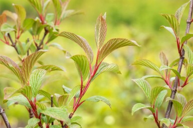 Viorne rose Viburnum bodnantense 'Charles Lamont' arbuste Viburnum bodnantense 'Charles Lamont' arbuste