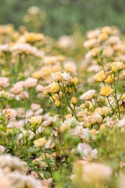 rosier Rosa 'Yellow Fairy' arbuste Rosa 'Yellow Fairy'