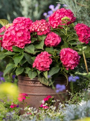 hydrangelle hortensia Hydrangea macrophylla 'Summer Love Red' arbuste Hydrangea macrophylla 'Summer Love Red'