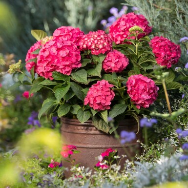 hydrangelle hortensia Hydrangea macrophylla 'Summer Love Red' arbuste Hydrangea macrophylla 'Summer Love Red'