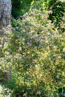Abélia à grandes fleurs Abelia grandiflora 'Edward Goucher' arbuste Abelia grandiflora 'Edward Goucher' arbuste
