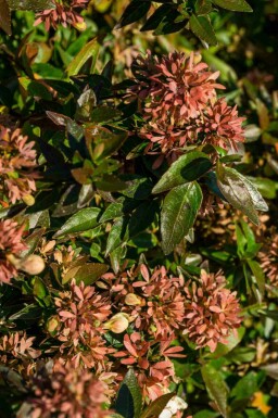 Abelia grandiflora 'Sherwood'