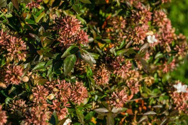 Abelia grandiflora 'Sherwood'