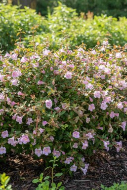 Abélia Abelia grandiflora 'Pinky Bell's' arbuste Abelia grandiflora 'Pinky Bell's' arbuste