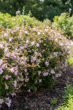 Abélia Abelia grandiflora 'Pinky Bell's' arbuste Abelia grandiflora 'Pinky Bell's' arbuste