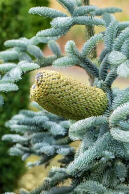 Sapin bleu Abies procera 'Glauca' arbuste Abies procera 'Glauca' arbuste