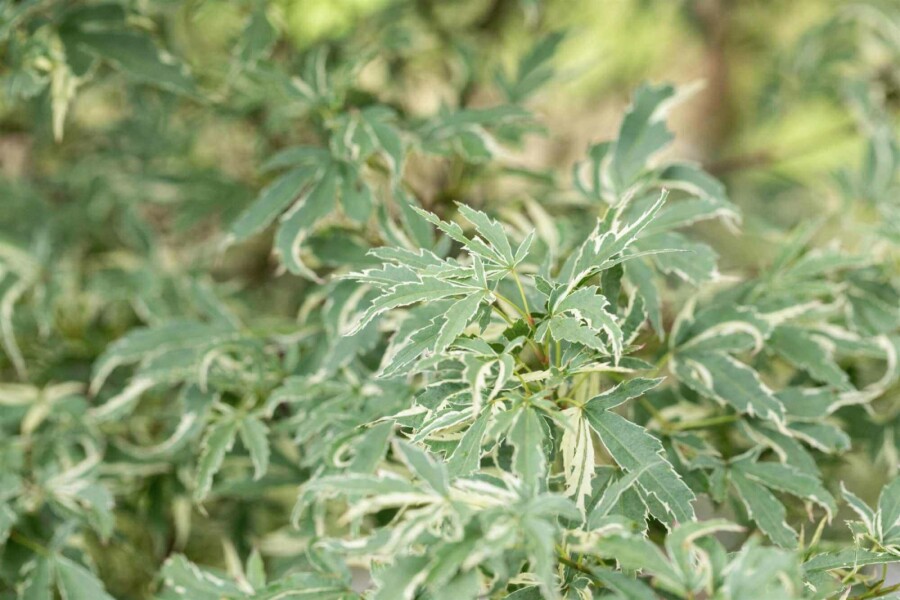 érable palmé Acer palmatum 'Butterfly' arbuste 50-60 C3 Acer palmatum 'Butterfly' arbuste 50-60 cm
