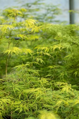 Erable du japon Acer palmatum 'Dissectum' arbuste Acer palmatum 'Dissectum'