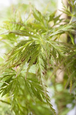 Érable du japon Acer palmatum 'Emerald Lace' arbuste Acer palmatum 'Emerald Lace' arbuste