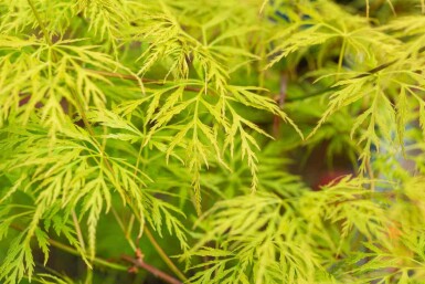 Érable du japon Acer palmatum 'Emerald Lace' arbuste Acer palmatum 'Emerald Lace' arbuste