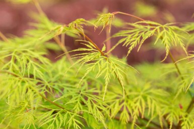 Acer palmatum 'Emerald Lace'