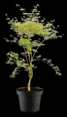Acer palmatum 'Emerald Lace'