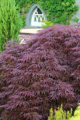 Acer palmatum 'Garnet'