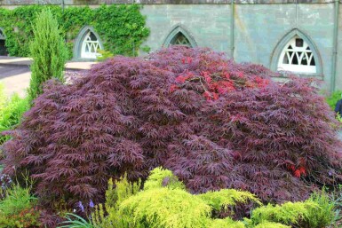 Érable du japon Acer palmatum 'Garnet' arbuste Acer palmatum 'Garnet'